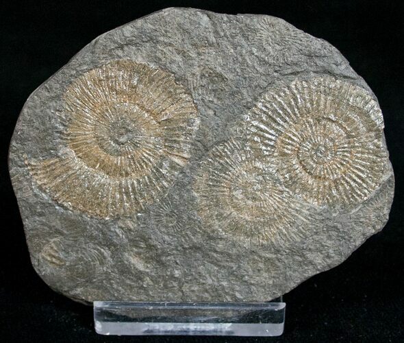 Dactylioceras Ammonites - Posidonia Shale #11126